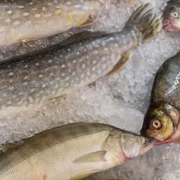 Росрыболовство выпустило приказы о распределении общих допустимых уловов по видам квот в Азово-Черноморском и Волжско-Каспийском бассейнах