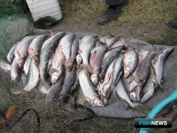 Ограничения на вылов пеляди предусмотрены правилами рыболовства. Фото с сайта Енисейского теруправления Росрыболовства