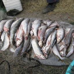Ограничения на вылов пеляди предусмотрены правилами рыболовства. Фото с сайта Енисейского теруправления Росрыболовства
