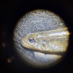 Изучение таймырской рыбы под микроскопом. Фото пресс-службы ВНИРО