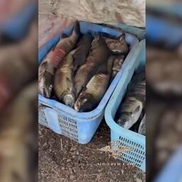 Незаконно добытая кета. Кадр оперативной съемки