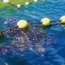 Кожистая морская черепаха (Dermochelys coriacea) в неводе Южно-Курильского рыбокомбината. Скриншот с видео Максима Пермина