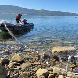 Для контрольного облова применялись ставные сети с разным размером ячеи. Фото пресс-службы ВНИРО