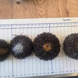 У юго-восточного побережья Сахалина специалисты выполнили водолазную учетную съемку по морскому ежу. Фото пресс-службы ВНИРО