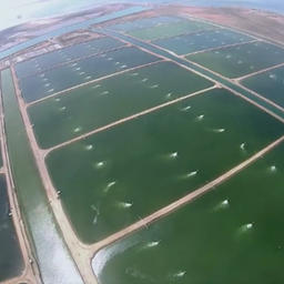 Креветочные фермы Саудовской Аравии. Фото Undercurrent News
