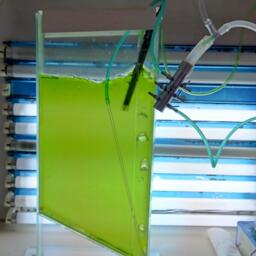 Специалисты Института биологии южных морей имени А.О. Ковалевского РАН займутся разработкой биотехнологии промышленного производства микроводоросли Chlorella. Фото пресс-службы ИнБЮМ