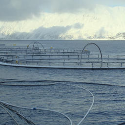 Норвежская ферма по выращиванию семги