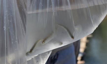 В Магаданской области вновь разыгрывают акваторию под выращивание кеты. Архивное фото