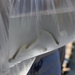 В Магаданской области вновь разыгрывают акваторию под выращивание кеты. Архивное фото