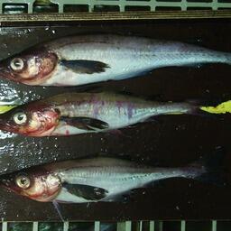 Измерение научного улова. Фото пресс-службы ВНИРО