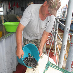 Работа на лососевых рыбоводных заводах ежегодно начинается в сентябре и длится вплоть до июня