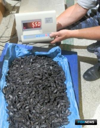 Общий вес задержанного сушеного трепанга составил 5,5 кг. Фото пресс-службы Хасанской таможни.