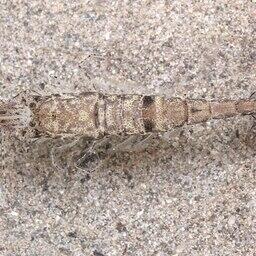 Креветка Crangon crangon. Фото Holger Krisp. CC BY 3.0