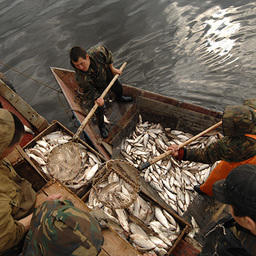 Приемка улова на плашкоут. Фото с сайта yamal-24.ru