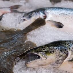 Возможностям развития потребления рыбной продукции на внутреннем рынке планируется посвятить специальный круглый стол на Международном рыбопромышленном форуме и выставке в Санкт-Петербурге