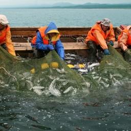 В основном в Сахалинскую область завозят сезонных работников на лососевую путину