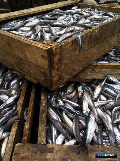 В трюме теплохода нашли более 3 тонн рыбы и рыбной продукции без ветеринарно-сопроводительных документов. Фото пресс-службы Северо-Западного теруправления Росрыболовства