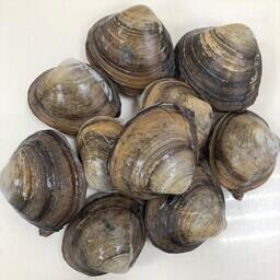 Специалисты подтвердили соответствие партии мактры техническим регламентам Таможенного союза и ЕАЭС. Фото пресс-службы НЦБРСП