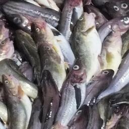 Более 63% в структуре добычи пришлось на долю минтая. Архивное фото