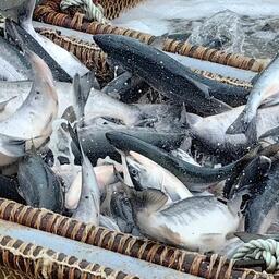 Добыча лосося на Дальнем Востоке. Фото предоставлено Хабаровским Крайрыбакколхозсоюзом