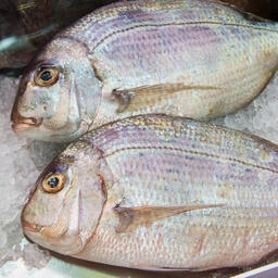 Поставки охлажденной дорадо из Турции уменьшились на 15% в натуральном выражении и увеличились на 10% в стоимостном. Архивное фото