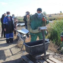 Взвешивание выращенной рыбы на предприятии. Фото пресс-службы правительства Ростовской области