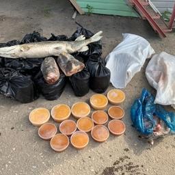Также у перекупщиков нашли щучью икру и фрагменты рыб. Фото пресс-службы СУ СКР по Волгоградской области