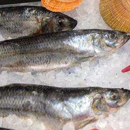 Увеличен рекомендованный объем вылова тихоокеанской сельди в Западно-Беринговоморской зоне для промышленной добычи