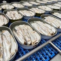 В Калининграде возобновили выпуск бланшированной сардины в масле. Фото предоставлено рыбоперерабатывающим заводом «За Родину»