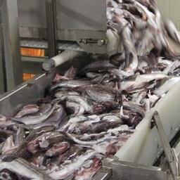 В России завершилась охотоморская минтаевая путина