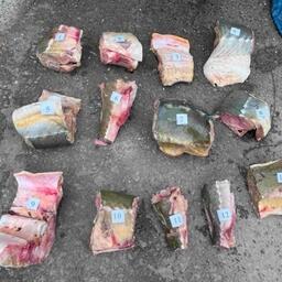 У мужчины нашли 76 кг «краснокнижной» калуги. Фото пресс-службы УТ МВД России по ДФО