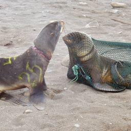 После снятия пластикового мусора животных помечали и выпускали. Фото инициативной группы «Друзья океана»