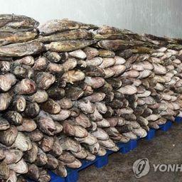 Северокорейские уловы на складе. Фото Yonhap News