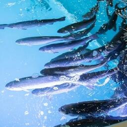 В Ленинградской области проходит отбор заявок на субсидирование сельскохозстрахования в области аквакультуры