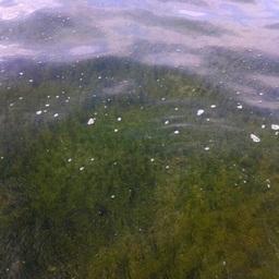 Водная растительность в Горьком лимане. Фото пресс-службы АзНИИРХ