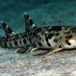 Почти 60 видов морских существ, ранее не известных науке, были открыты учеными в ходе экспедиции у берегов Индонезии