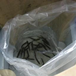 К месту выпуска рыбу доставили в полиэтиленовых мешках с водой. Фото пресс-службы ФГБУ «Сахалинрыбвод».