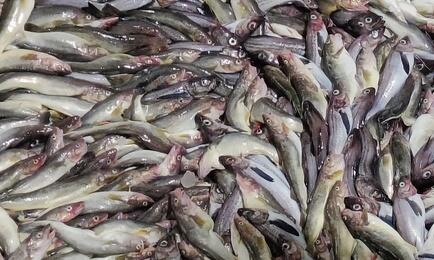 Предлагаемые изменения нацелены на повышение эффективности наливного флота и обеспечение сырьем береговой переработки