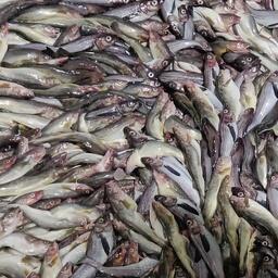 Предлагаемые изменения нацелены на повышение эффективности наливного флота и обеспечение сырьем береговой переработки