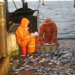 Ученые проводят исследования рыбных запасов на НИС «Бухоро» Фото пресс-службы Сахалинского НИИ рыбного хозяйства и океанографии