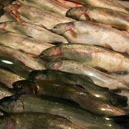 Больше всего в Вологодской области выращивают форели. Архивное фото