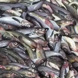 Свежевыловленный минтай. Архивное фото