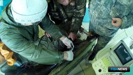 На Анюйском рыбоводном заводе провели бонитировку производителей калуги и амурского осетра. Фото - пресс-службы Амуррыбвода