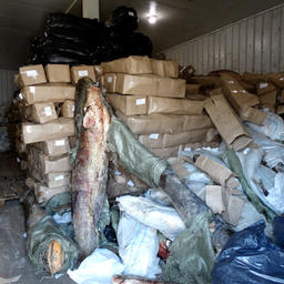 Всего в руки правоохранителей попали почти 23 тонны различной рыбопродукции. Фото пресс-службы УМВД России по Астраханской области