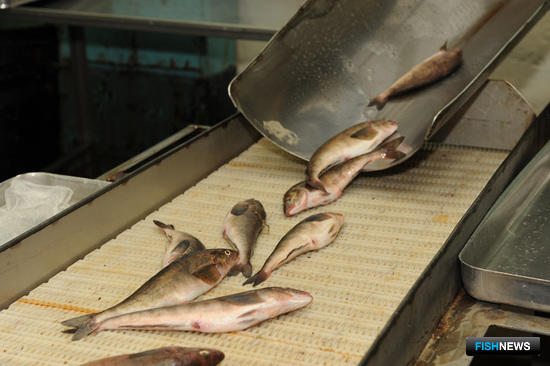 Приморье вынуждено урезать поддержку рыбного хозяйства