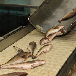 Приморье вынуждено урезать поддержку рыбного хозяйства