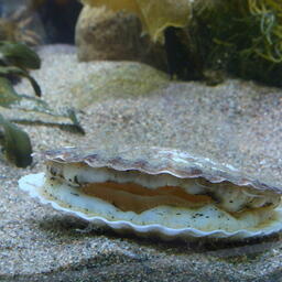 Участок под мариферму в заливе Анива остался невостребованным