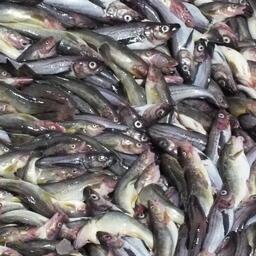 Свежевыловленный минтай. Архивное фото