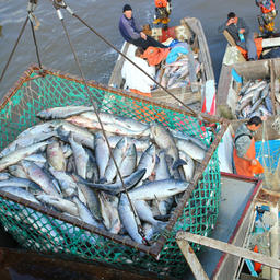 В целом в регионе рекомендовано к освоению более 83 тыс. тонн тихоокеанских лососей