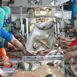 Переработка лосося на камчатском заводе